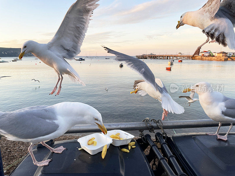 鲱鱼鸥(Larus argentatus)栖息在海边黑色的硬塑料垃圾桶垃圾桶，从一次性外卖盒中拾取鱼和薯条，海鸥盘旋准备降落